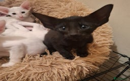 Oriental cats for sale: Stunning oriental kittens  - Image 2