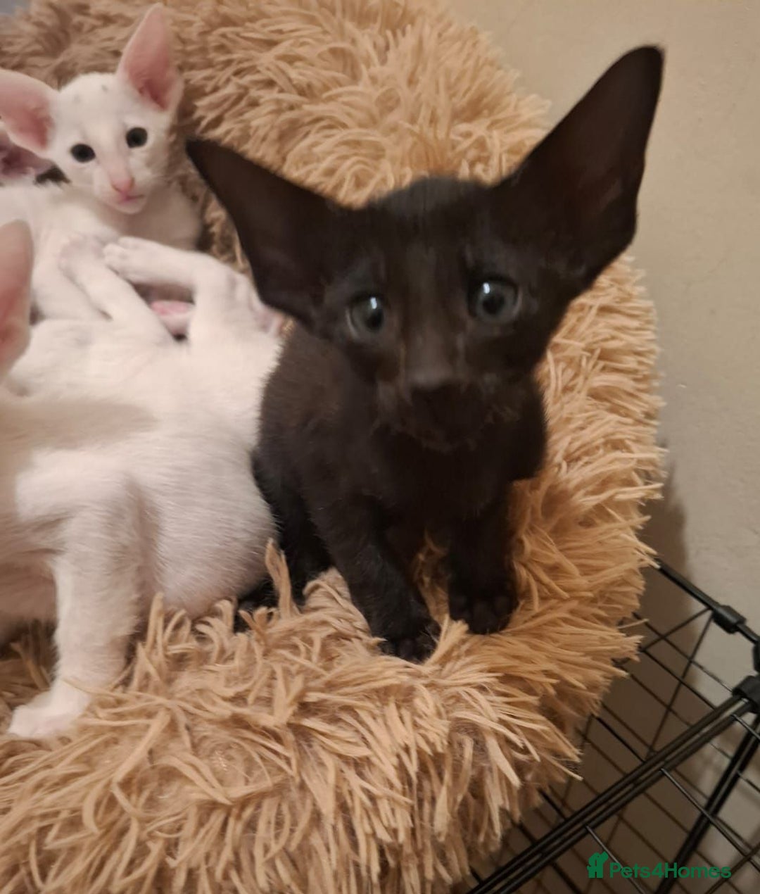 Oriental cats for sale: Stunning oriental kittens  - Image 2