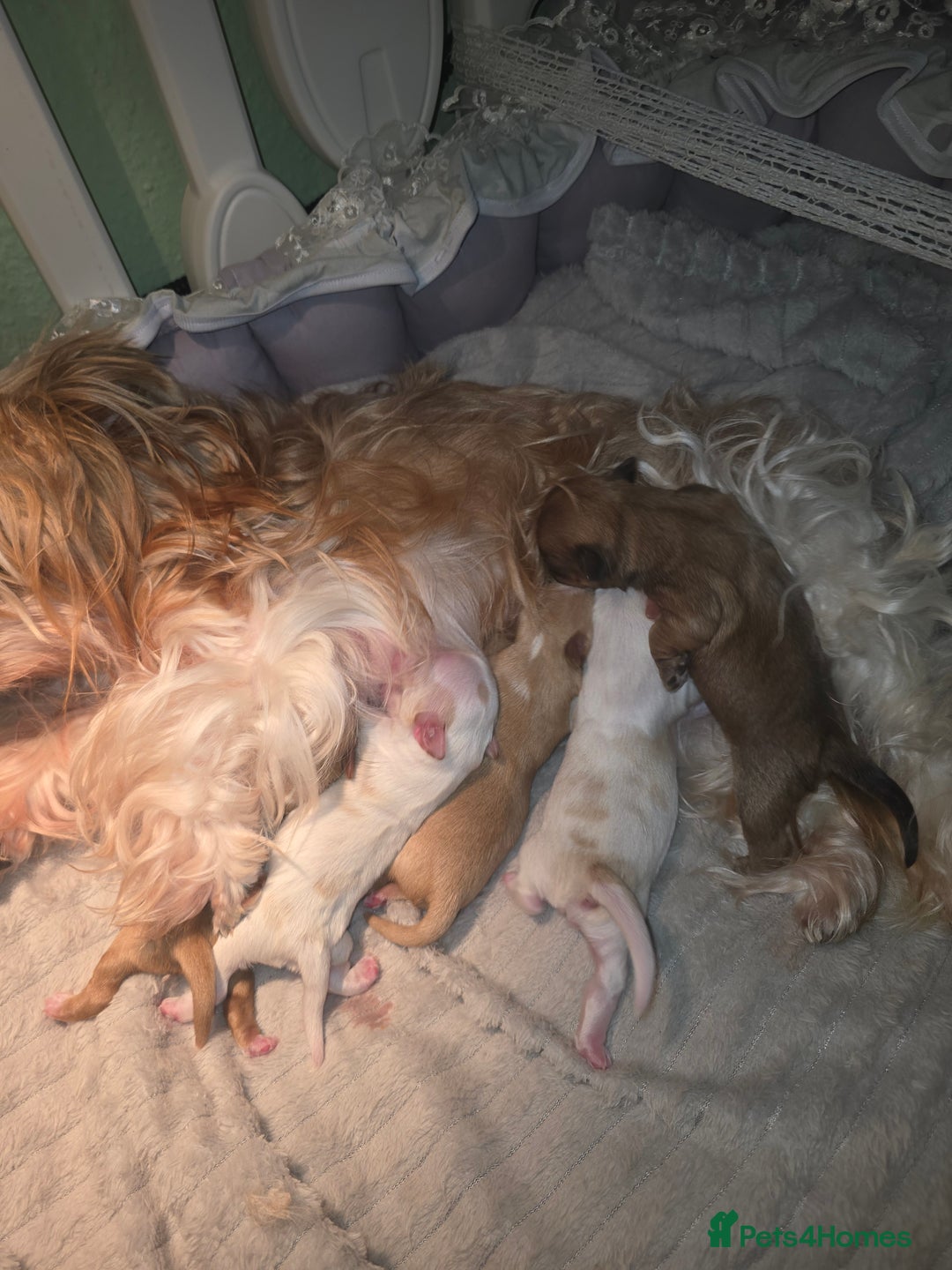 Yorkshire Terrier dogs for sale: wonderful puppies yorkshire terrier - Advert 1