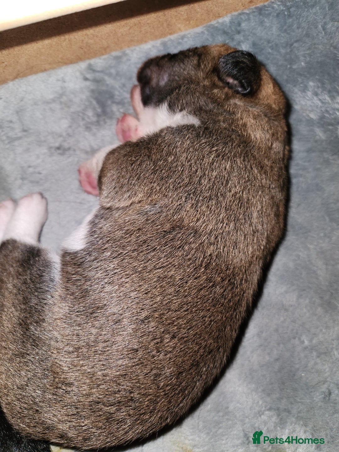 Border Collie dogs for sale: Beautiful border collie pups - Advert 6