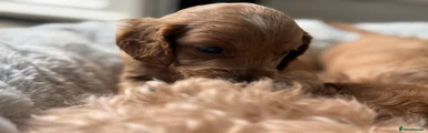 Cavapoo Puppy 2