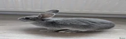 Mixed Breed rabbits for sale: Beautiful baby bunnies for sale. Chinchilla cross - Advert 16