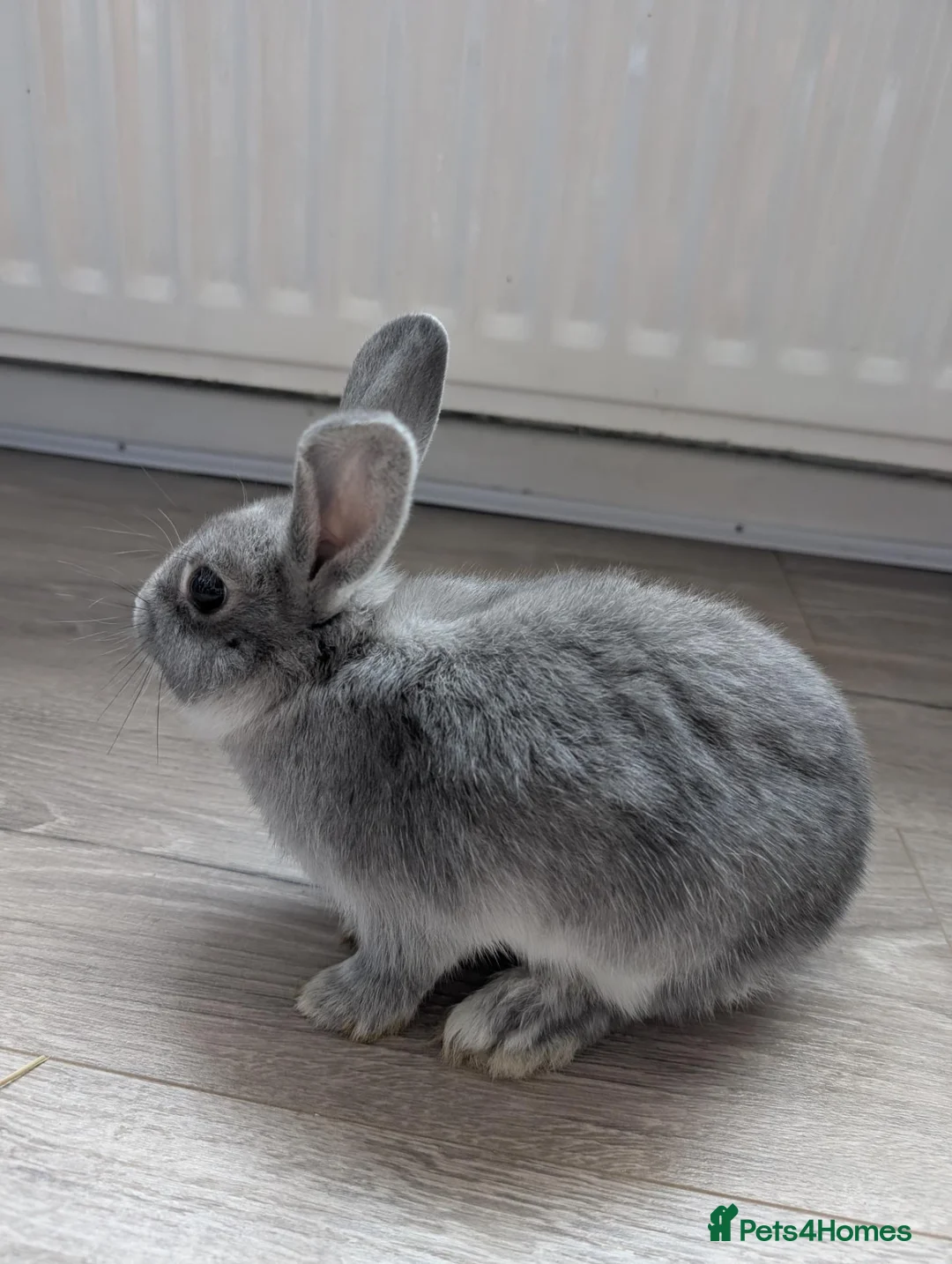 Mixed Breed rabbits for sale: Beautiful baby bunnies for sale. Chinchilla cross - Advert 16