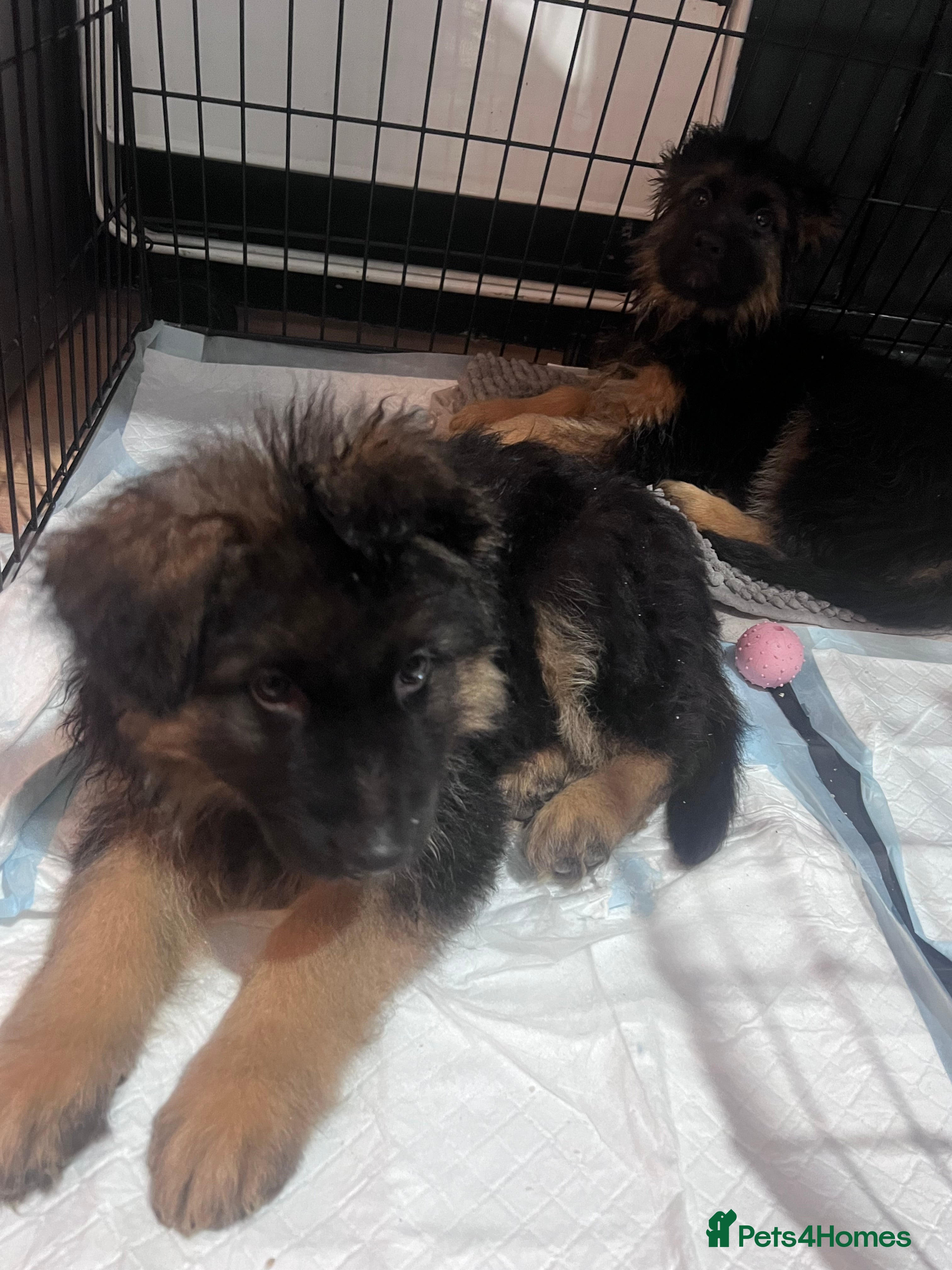 German Shepherd dogs 7 German Shepherd puppies  - Advert 6