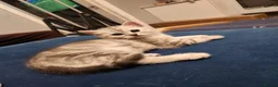 British Shorthair cats for sale: ✨️Reduce price British Shorthair kitten 2 left ✨️ - Advert 16