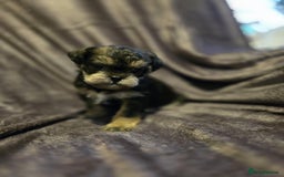 Miniature Poodle dogs for stud: KC phantom miniature poodle stud health tested in Thetford - Image 11
