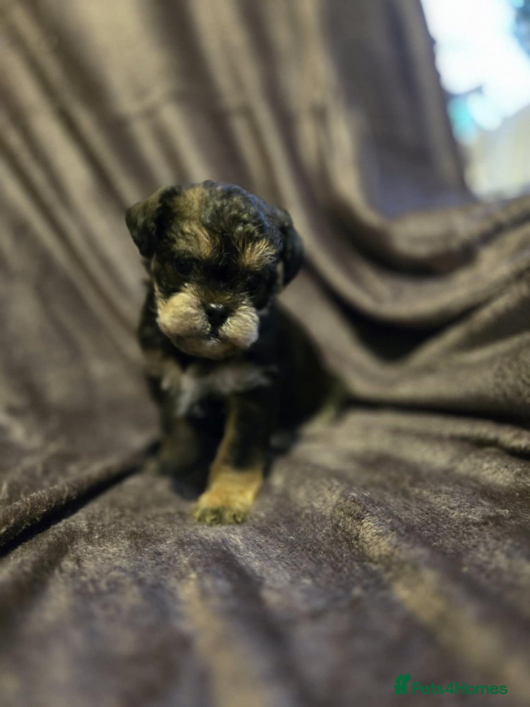 Miniature Poodle dogs for stud: KC phantom miniature poodle stud health tested in Thetford - Image 11