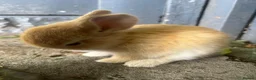 Netherland Dwarf rabbits for sale: 5 Netherland Dwarfs Baby Rabbits (3 weeks old)  in Birmingham - Advert 6