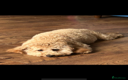 Mixed Breed dogs for sale: Beautiful cavapoopoms looking for forever homes  - Image 11