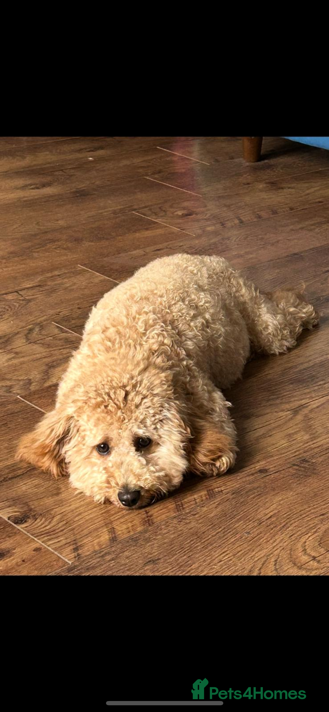 Mixed Breed dogs for sale: Beautiful cavapoopoms looking for forever homes  - Image 11