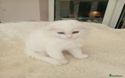 Scottish Fold cats for sale: Scottish folds with hearts of gold - Image 6