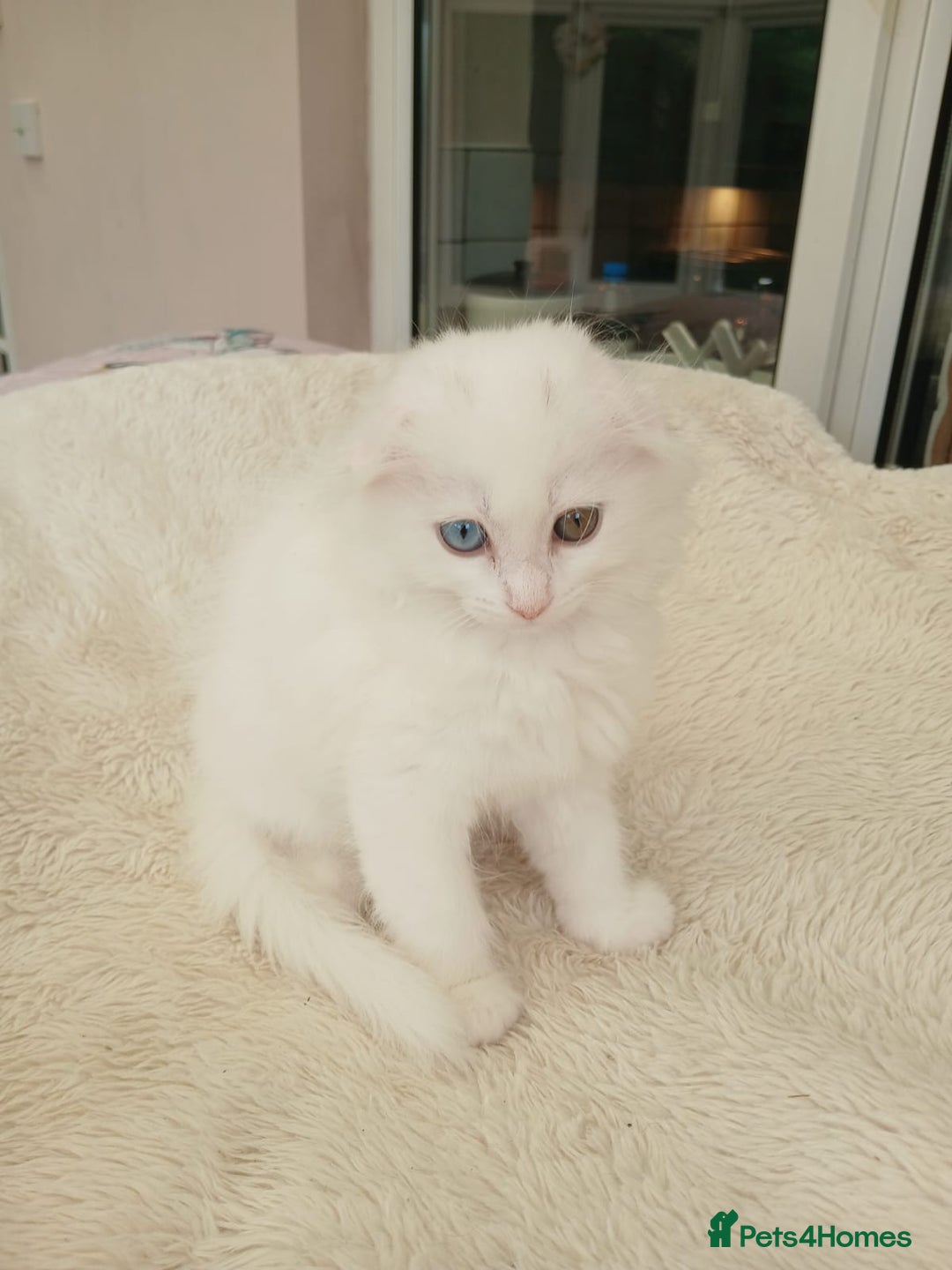 Scottish Fold cats for sale: Scottish folds with hearts of gold - Image 6