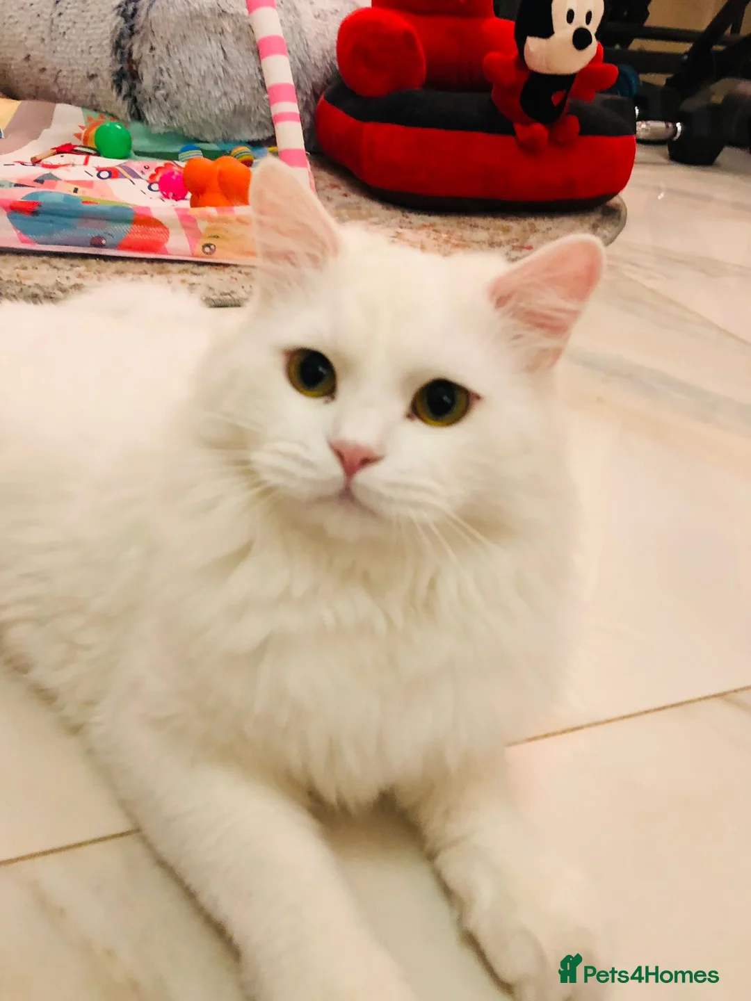 Mixed Breed cats for adoption: LAITH -HAPPY MIX PERSIAN BOY NEUTERED-VACCINATED  - Advert 4