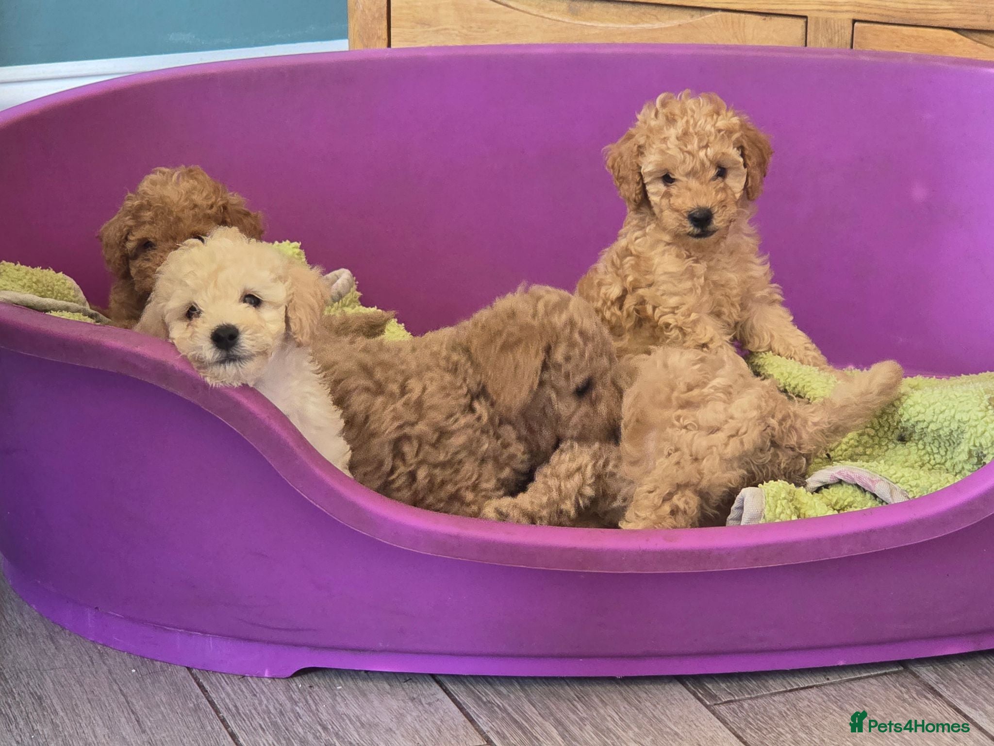 Cockapoo dogs Beautiful TOY  F2b cockapoo puppies * Ready now * - Advert 2