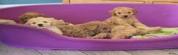 Cockapoo dogs for sale: Beautiful F2b cockapoo puppies in Leeds - Advert 8