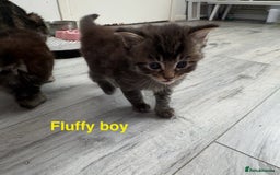 Mixed Breed cats for sale: Beautiful ragdoll x babies  in Ellesmere Port - Image 14