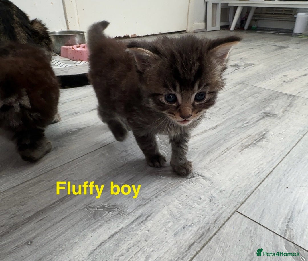 Mixed Breed cats for sale: Beautiful ragdoll x babies  in Ellesmere Port - Image 14