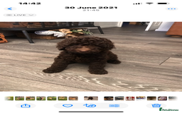 Labradoodle dogs for sale: Waiting List Now Open – Labradoodle Puppies! 🐾 - Image 12