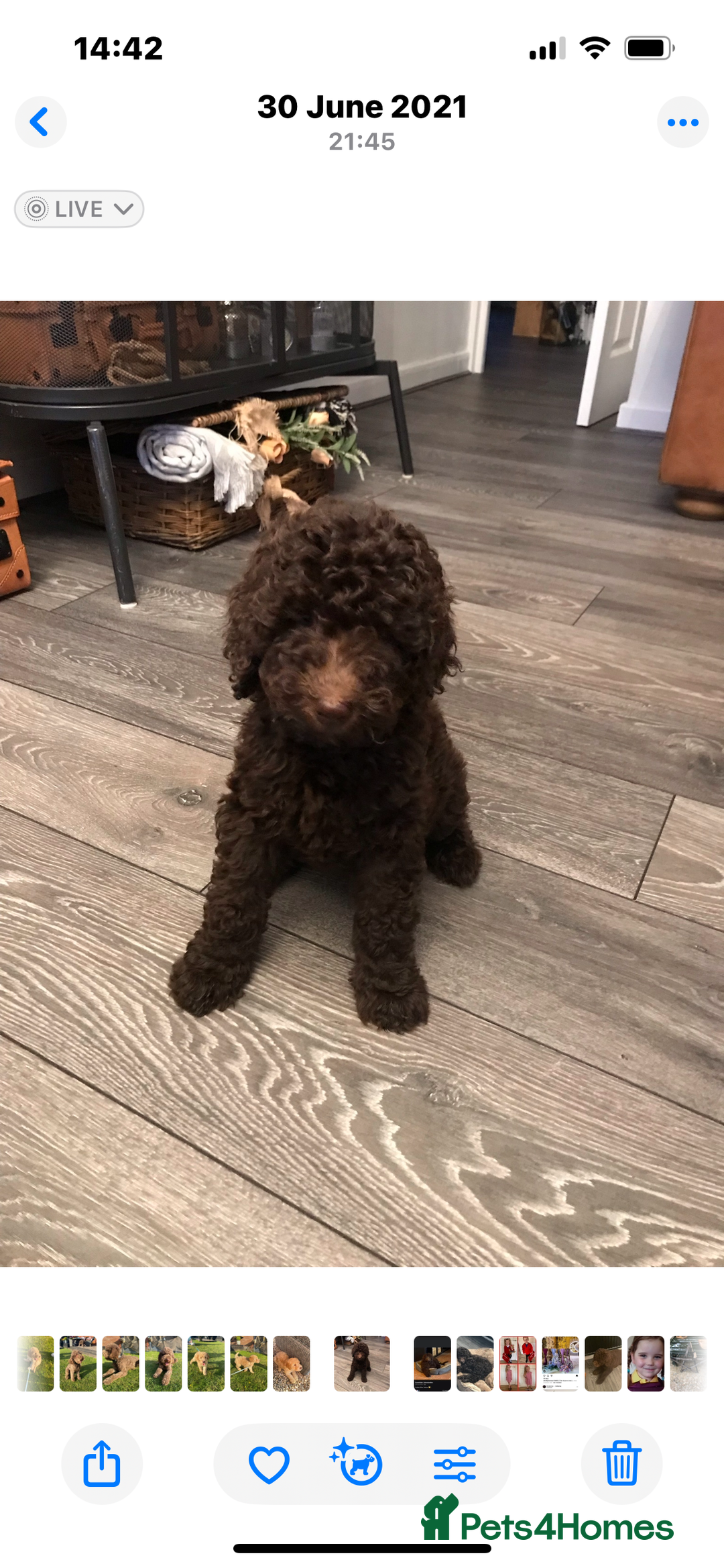 Labradoodle dogs for sale: Waiting List Now Open – Labradoodle Puppies! 🐾 - Image 12