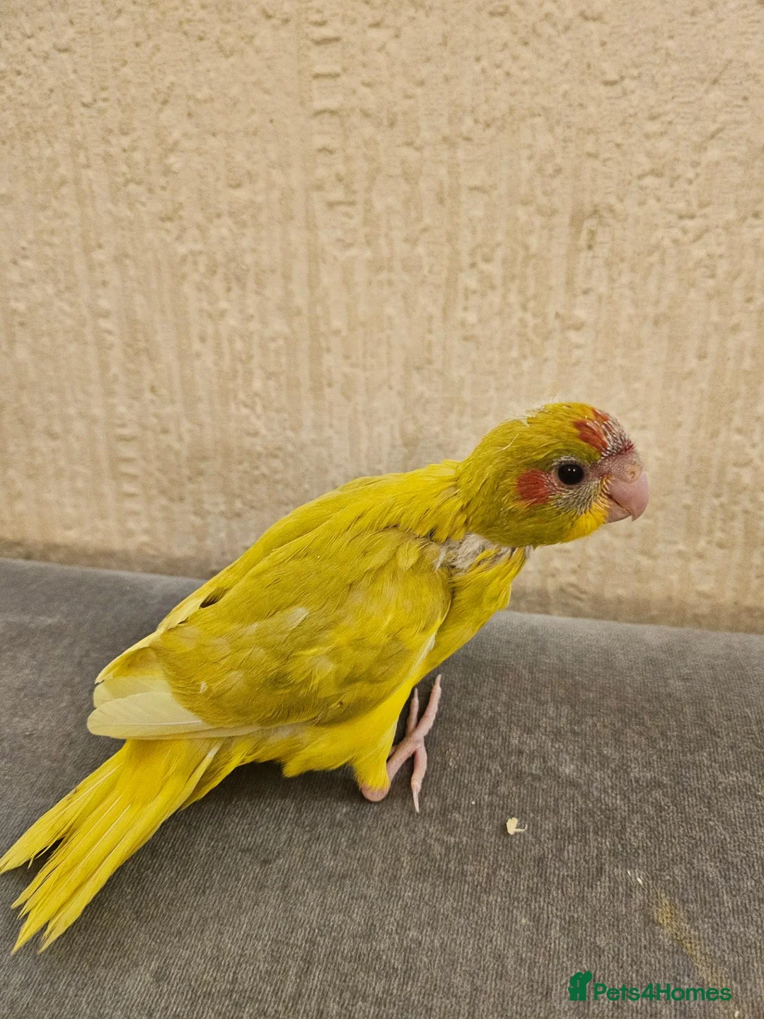 Mixed Breed birds for sale: Tame Kakariki and cockatiel chicks  - Advert 2