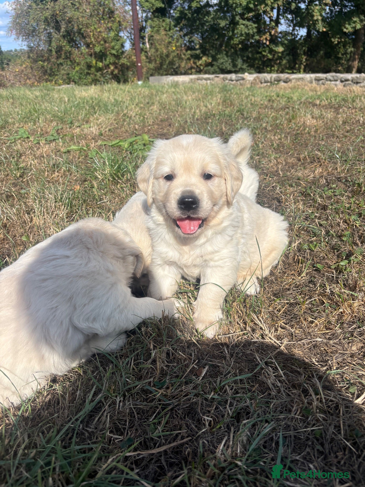Golden Retriever dogs Kc golden retriever pups health tested parents - Advert 1