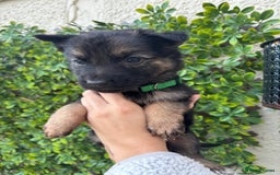 German Shepherd dogs for sale: Beautiful German Shepherd Puppies from Loving Home - Image 8