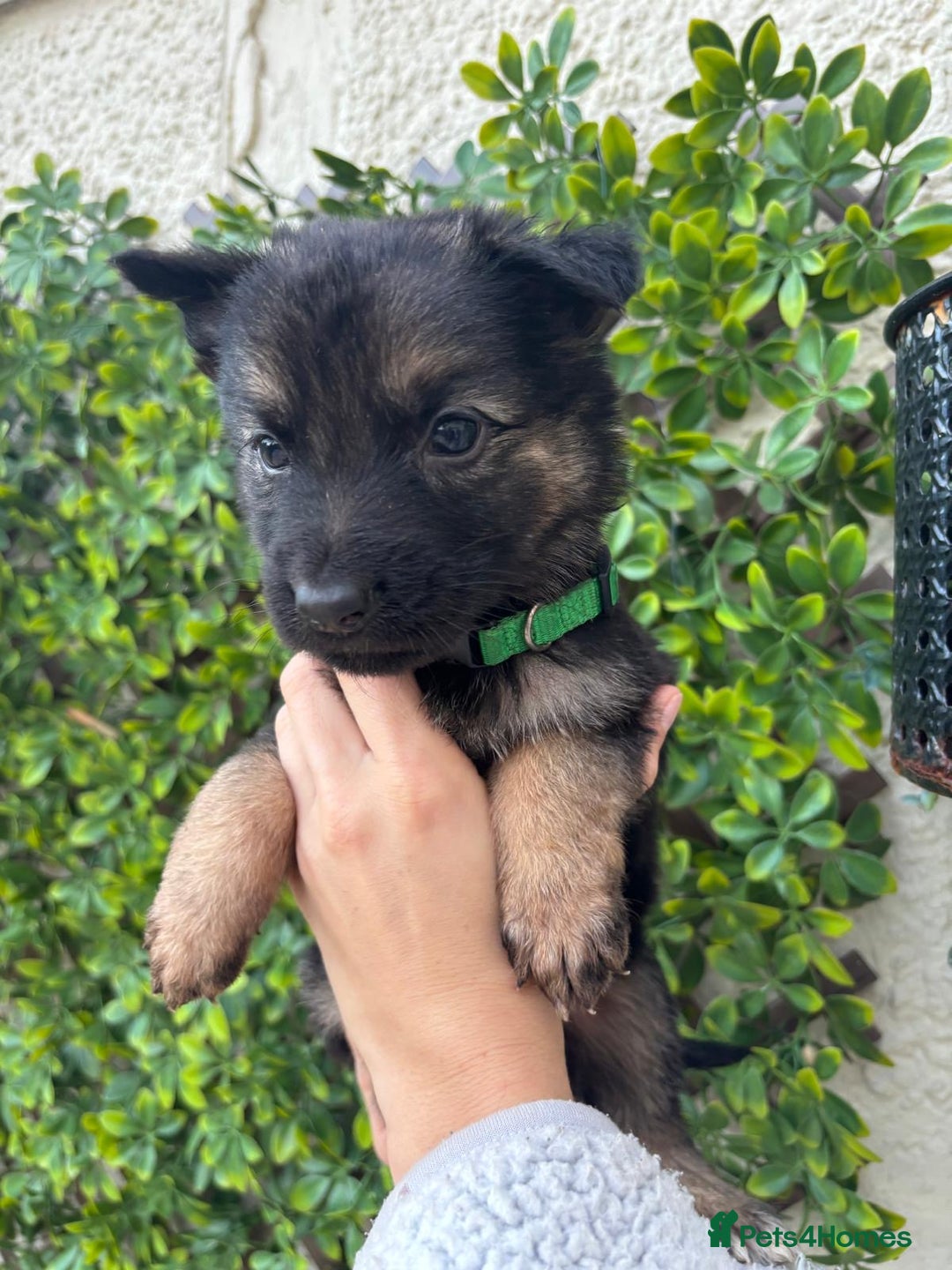German Shepherd dogs for sale: Beautiful German Shepherd Puppies from Loving Home - Image 8