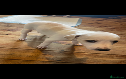 Mixed Breed dogs for sale: adorable Lurcher puppies - Image 23