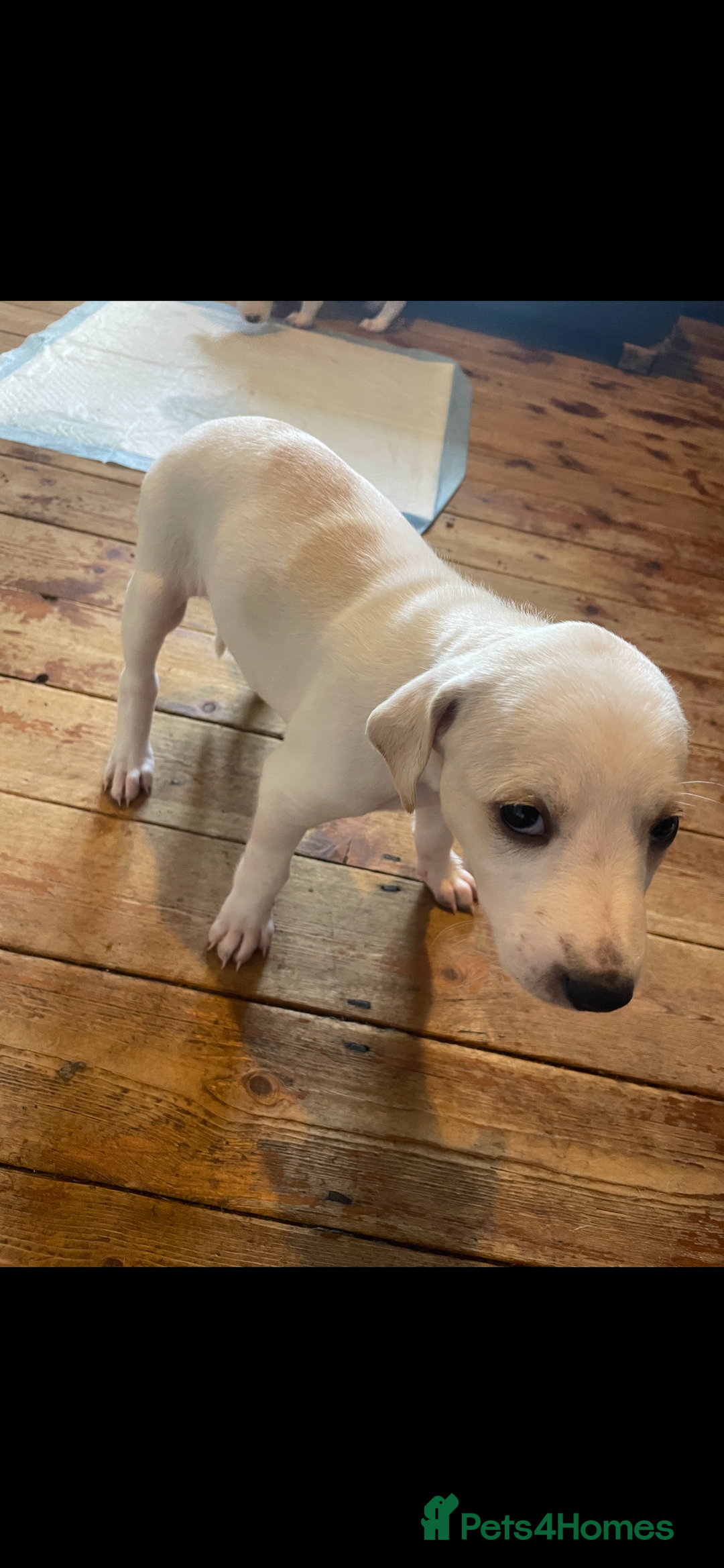 Mixed Breed dogs for sale: adorable Lurcher puppies - Image 23