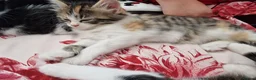 Mixed Breed cats for sale: 4 gorgeous kitten looking for their forever home - Advert 36