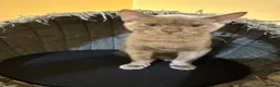 Bengal cats for sale: Champion GCCF Registered Silver Blue Bengal Kitten - Advert 2