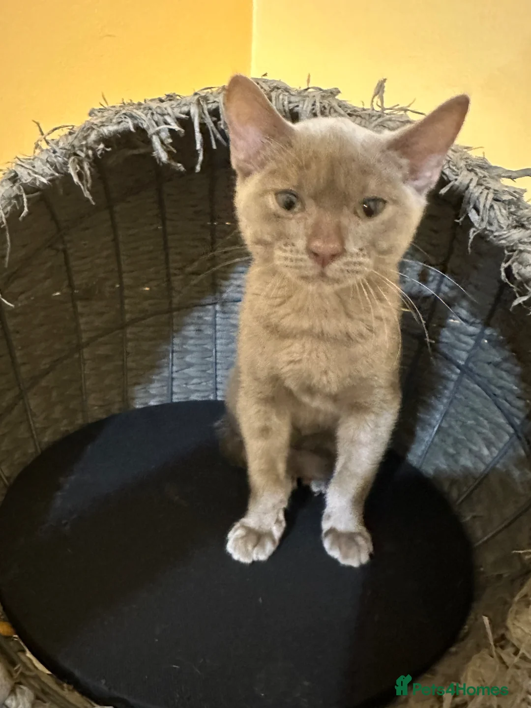 Bengal cats for sale: Champion GCCF Registered Silver Blue Bengal Kitten - Advert 2