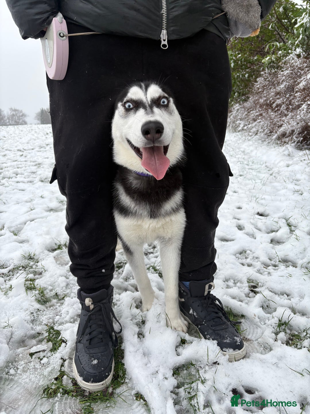Siberian Husky dogs for sale: Rehoming our beautiful husky  - Advert 4