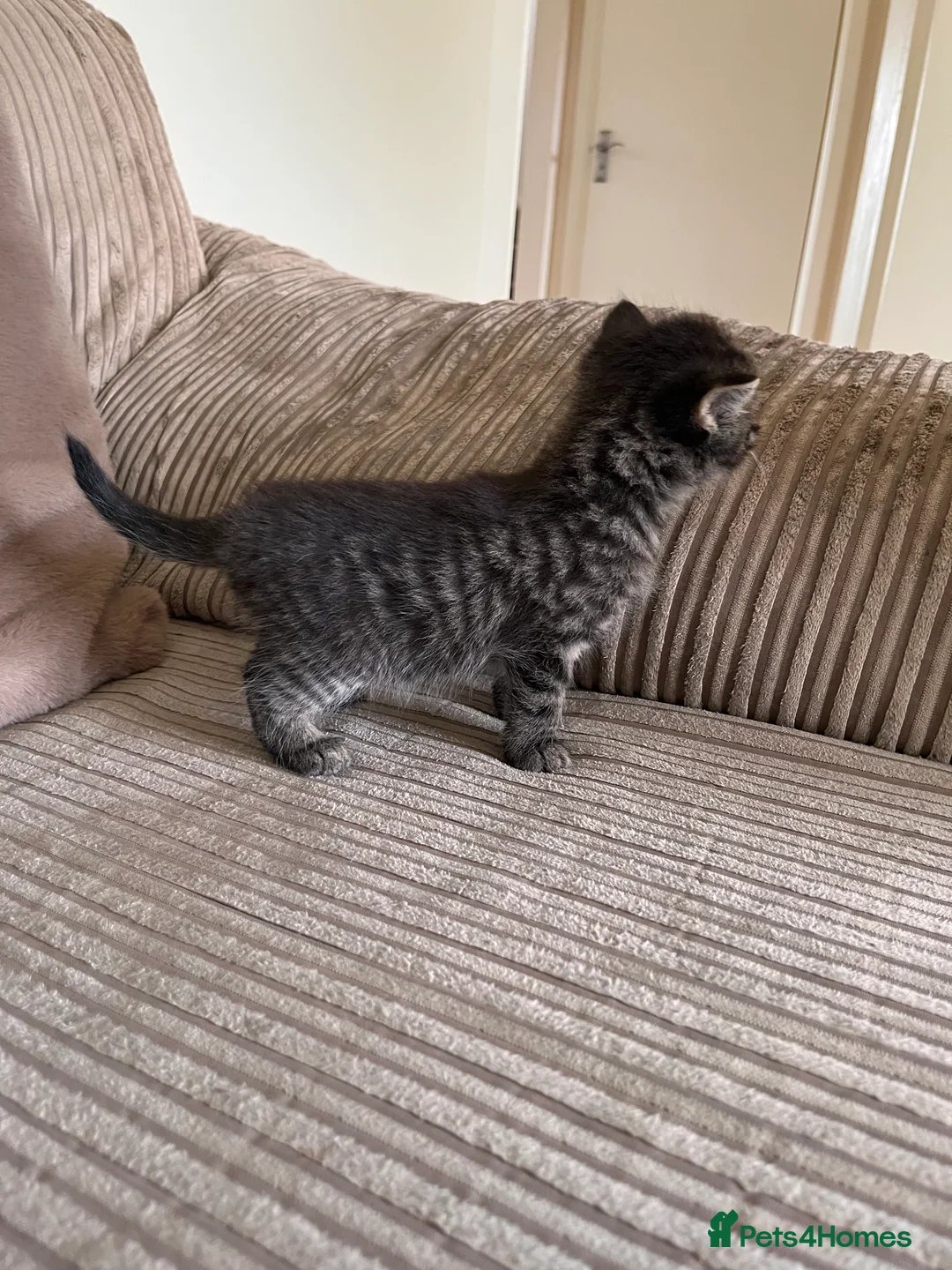 Mixed Breed cats for sale: Grey and black striped kittens For Sale - Advert 33