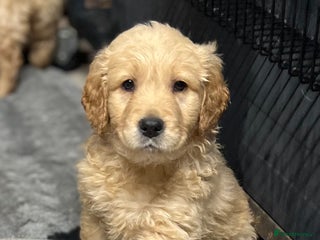 Mixed Breed dogs for sale: Golden mountain doodles - Advert 1