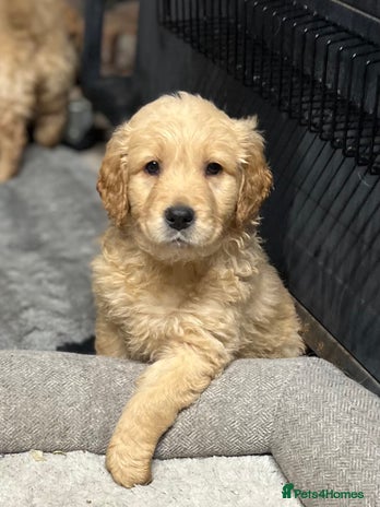 Mixed Breed dogs Golden mountain doodles - Advert 2