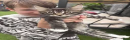 Maine Coon cats for sale: 🐾PUREBRED🐾 Registered Mainecoon Kittens - Advert 8