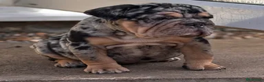 English Bulldog 2