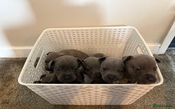 Mixed Breed dogs for sale: Frenchie x Staffy puppies  - Image 8