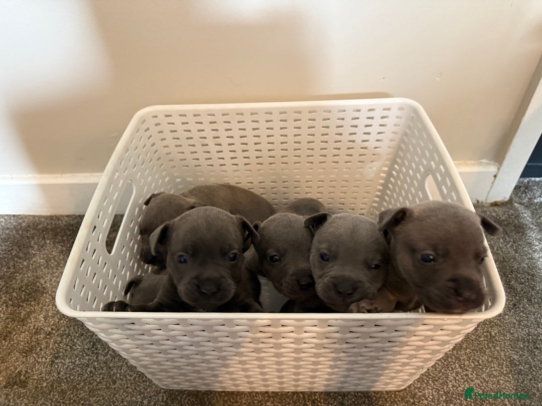 Mixed Breed dogs for sale: Frenchie x Staffy puppies  - Image 8