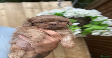 Shih Tzu dogs - Advert 3