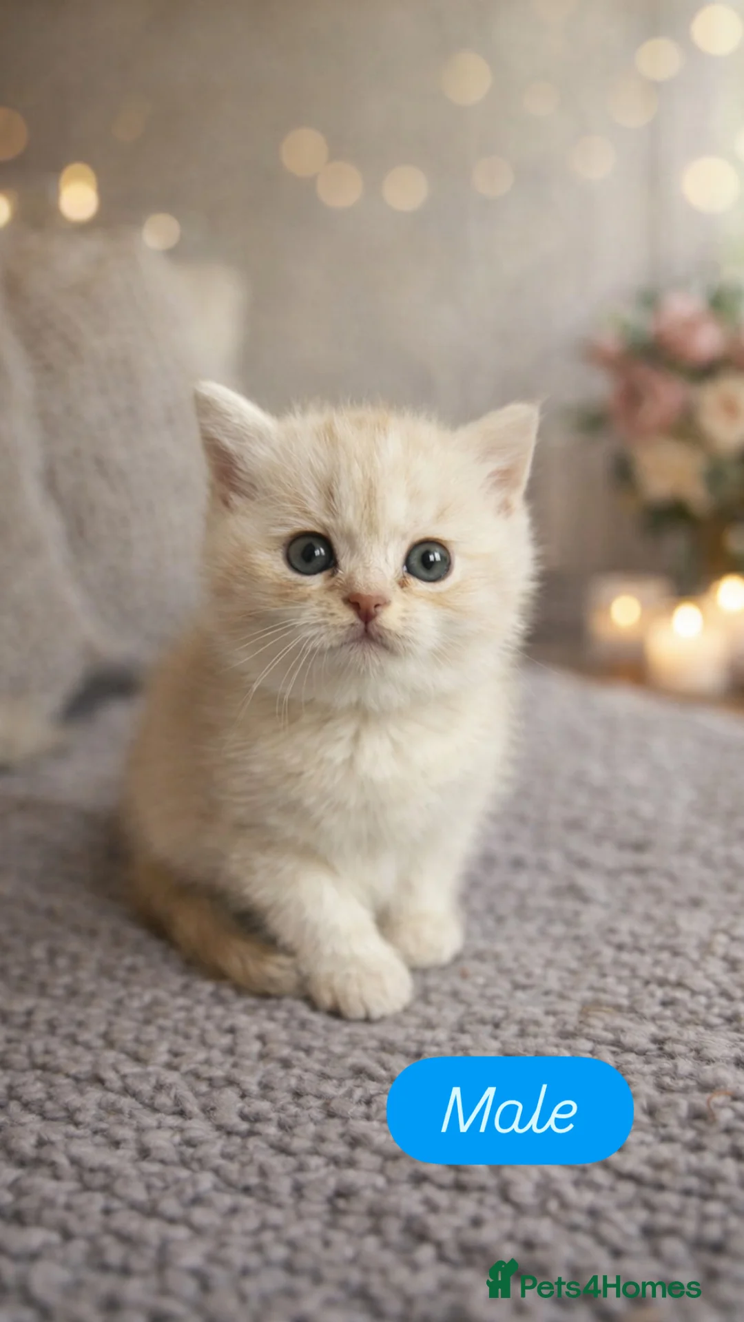 British Shorthair cats for sale: Stunning British Shorthair kittens - Advert 6