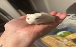 Hamster rodents for sale: Russian Dwarf Female (11 months old) - Image 2