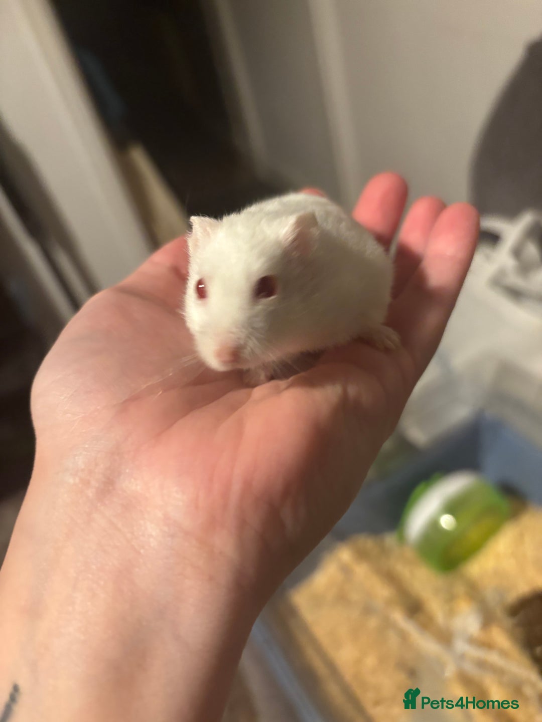 Hamster rodents for sale: Russian Dwarf Female (11 months old) - Image 2
