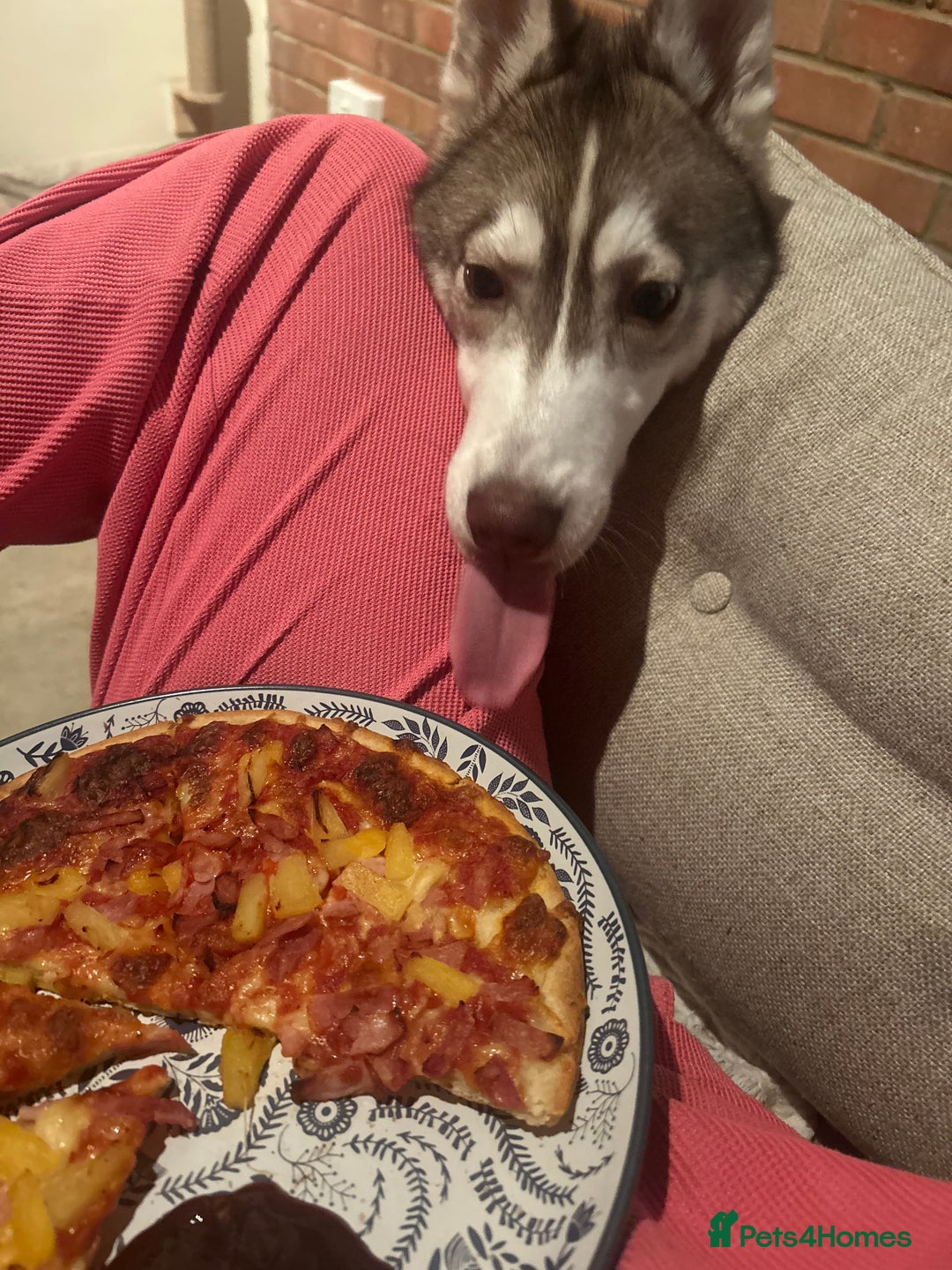 Siberian Husky dogs for sale: Remi - 7 month Siberian husky  - Advert 7