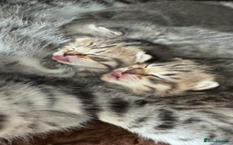 Scottish Fold cats for sale: Scottish straights  - Image 25