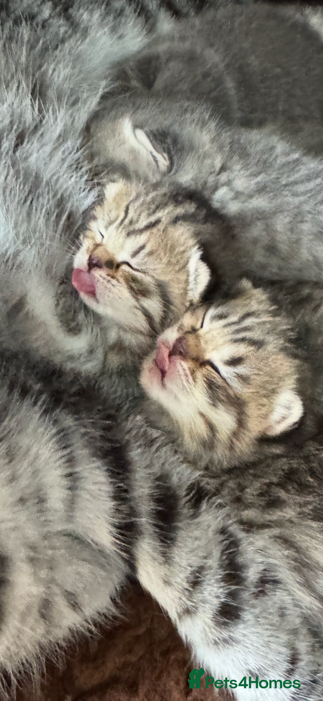 Scottish Fold cats for sale: Scottish straights  - Image 25