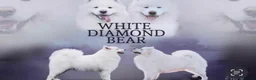 Samoyed dogs for sale: KC Samoyed puppies  in Livingston - Advert 3