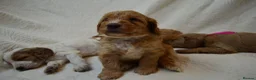 Cockapoo dogs for sale: Cockapoo Puppies - 3 Boys & 3 Girls in Benfleet - Advert 12