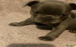 French Bulldog dogs for sale: Gorgeous French bulldog puppies 1 m & 1 f - Image 5
